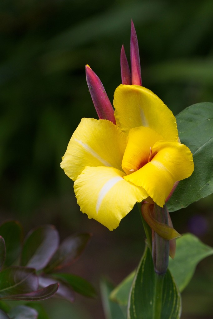LHG-1737- yellow canna bloom by rontu