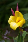 22nd May 2021 - LHG-1737- yellow canna bloom
