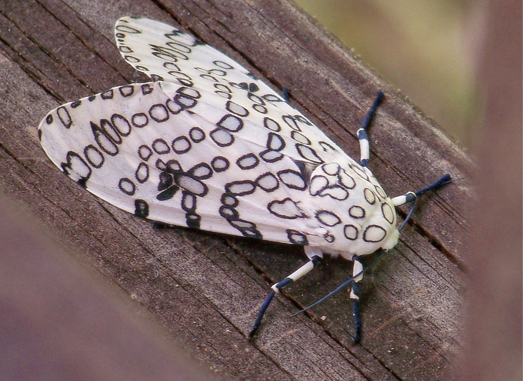 Leopard moth... by marlboromaam