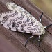 Leopard moth... by marlboromaam
