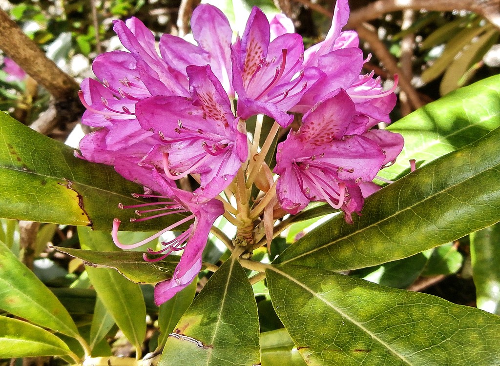 Rhododendron by cutekitty
