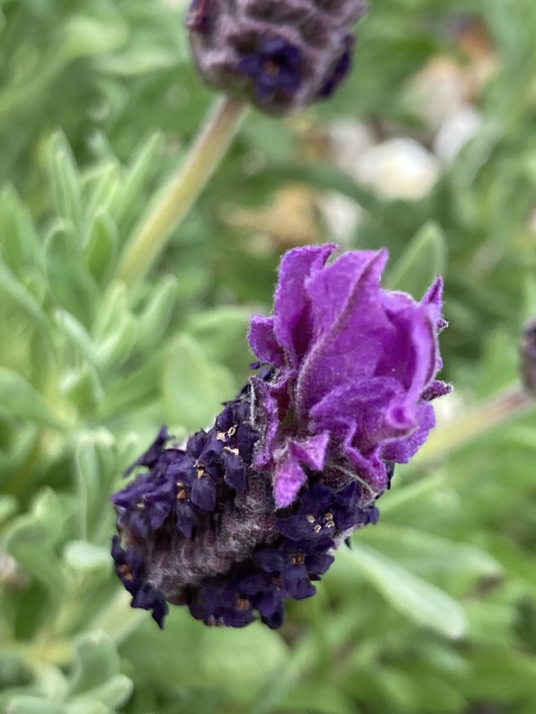 French Lavender  by cataylor41