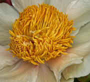 22nd May 2021 - Surprise, It's Another Peony...