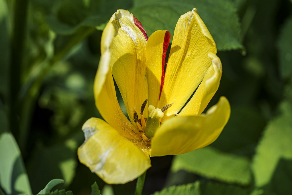 Yellow Tulip by k9photo