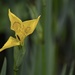 Yellow Flag Iris by wakelys