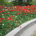 Red and white tulips at Edwards Garden by bruni