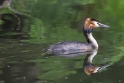 22nd May 2021 - Great Crested Grebe
