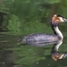 Great Crested Grebe by phil_sandford