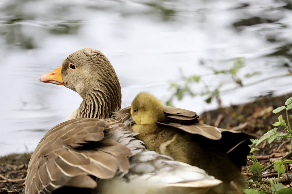 Greylag Goose by phil_sandford