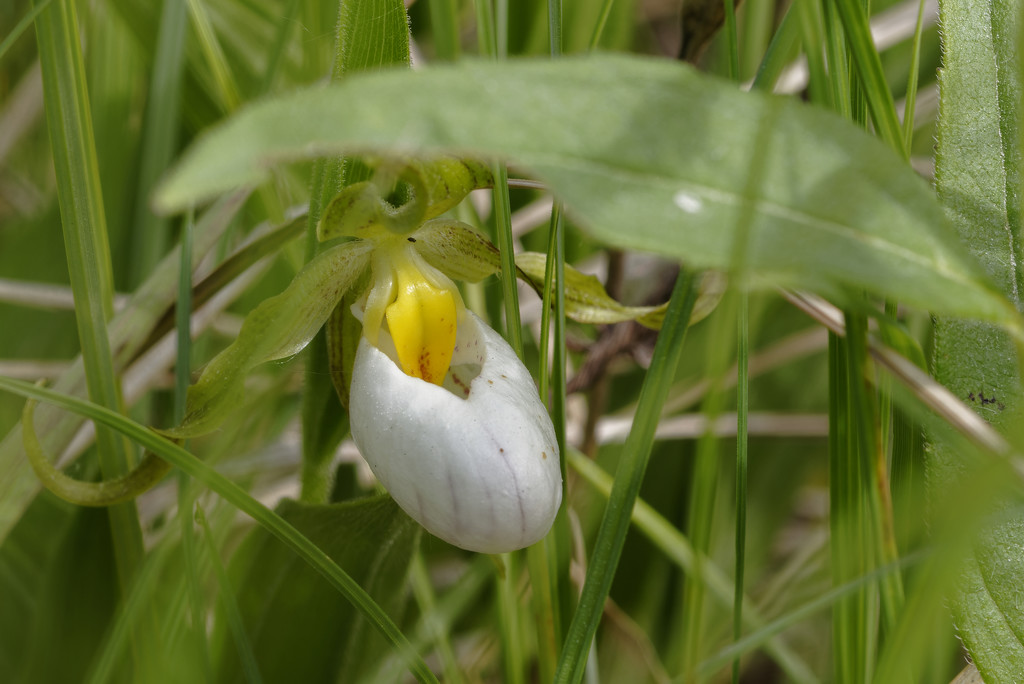 small white lady slipper orchid  by rminer