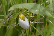 22nd May 2021 - small white lady slipper orchid 