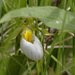 small white lady slipper orchid  by rminer