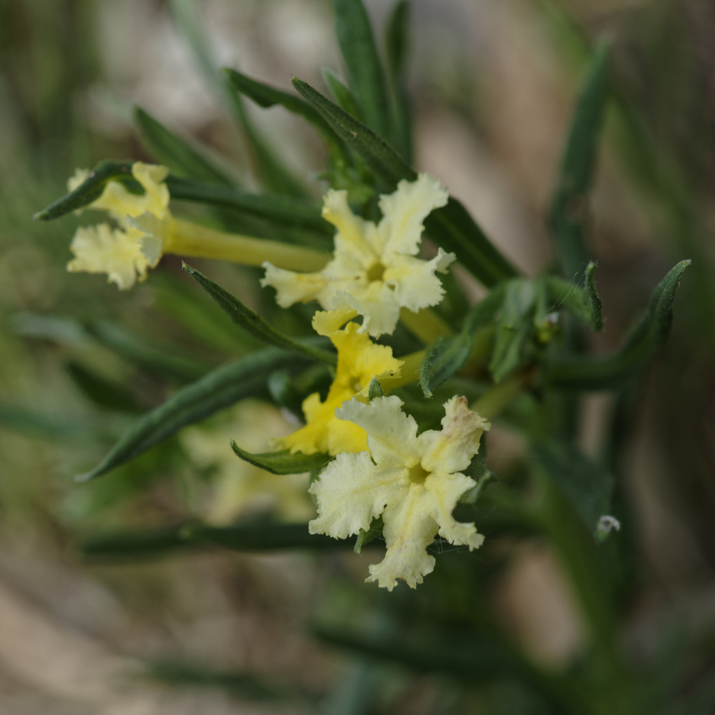 fringed puccoon  by rminer