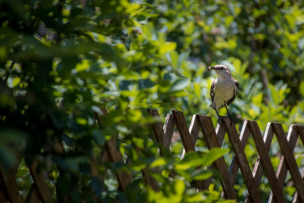 Mockingbird Parent Keeping His Eye on Me by darylo