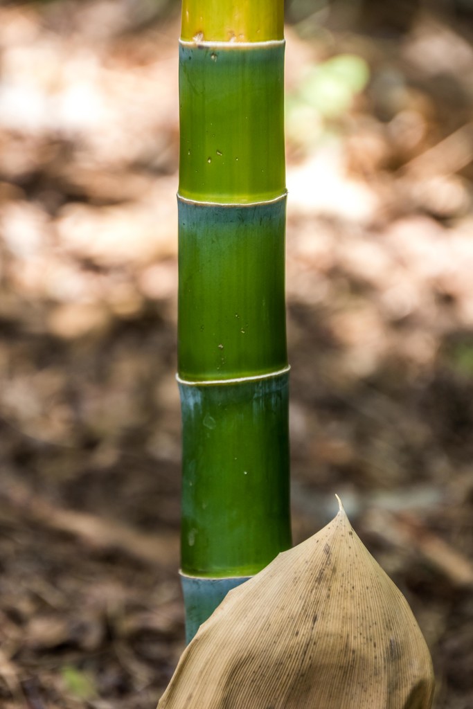 My neighbor's Bamboo is Now My Bamboo by darylo