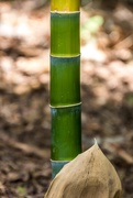 20th May 2021 - My neighbor's Bamboo is Now My Bamboo