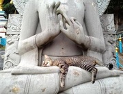 15th May 2021 - Buddha cat