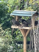 22nd May 2021 - Baby starlings, making the most of the bird table.