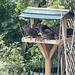 Baby starlings, making the most of the bird table. by bill_gk