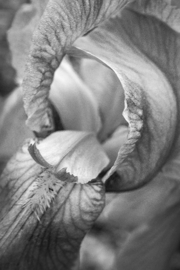 Iris by vera365