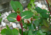 22nd May 2021 - First rose bud of the spring