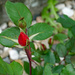 First rose bud of the spring by larrysphotos
