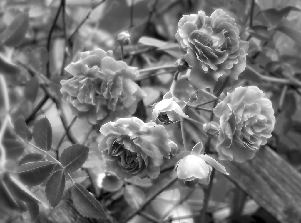 Wild roses... by marlboromaam