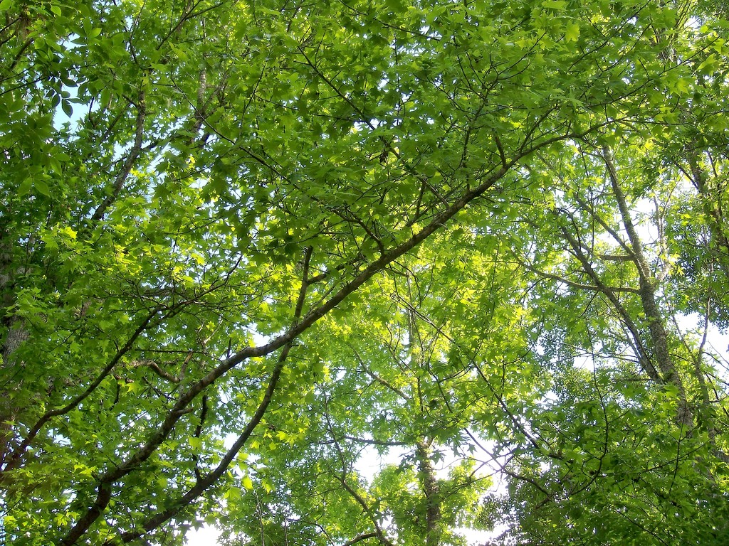 Under the green canopy... by marlboromaam