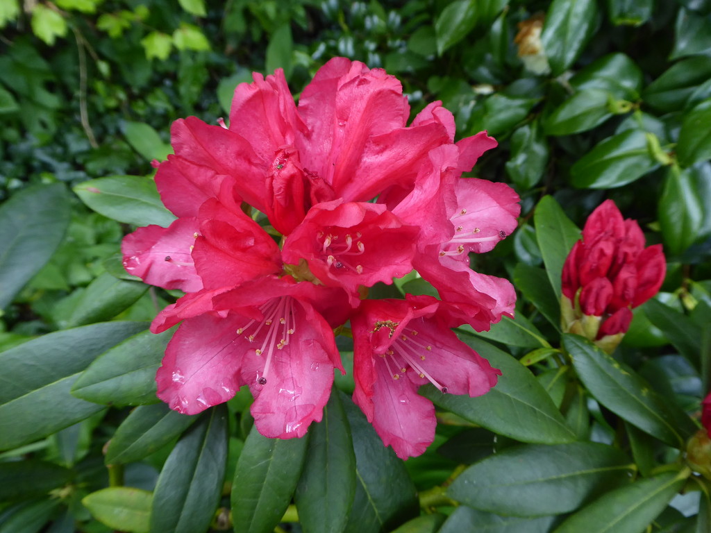 Rhododendron by snowy