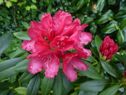 22nd May 2021 - Rhododendron