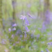 22nd May 2021 - Bluebell woods