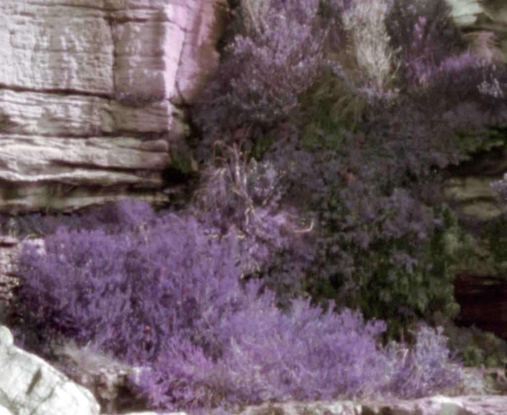 Purple patch by peterdegraaff