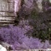 Purple patch by peterdegraaff