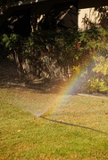 21st May 2021 - Rainbow from sprinkler