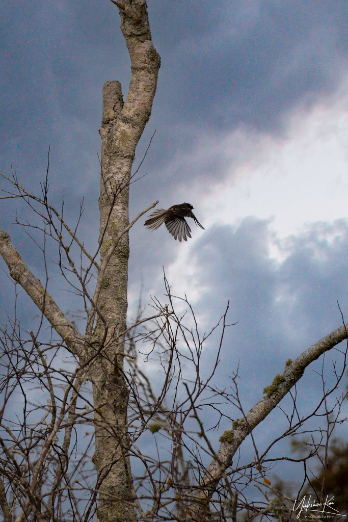 Fly away Peter by yorkshirekiwi