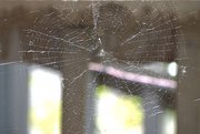 19th May 2021 - Spider Web