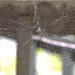 Spider Web by bjywamer