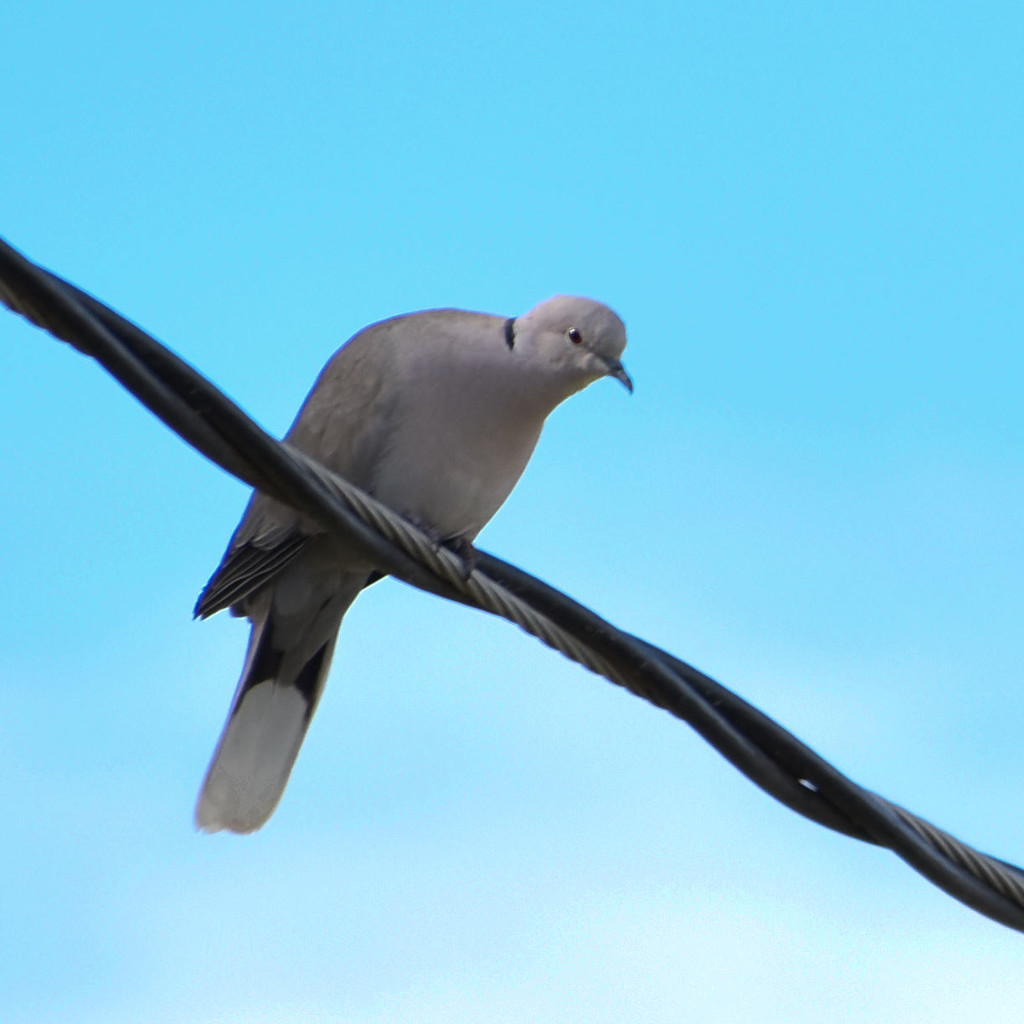 Dove On A Wire by bjywamer