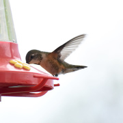 21st May 2021 - Pretty Little Hummer