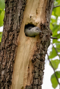 20th May 2021 - Baby Woodpecker Waiting for Mama