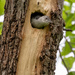 Baby Woodpecker Waiting for Mama by jyokota