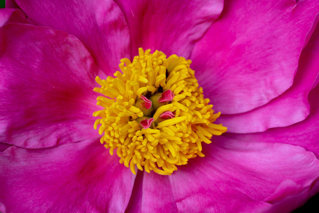 Inside of A Peonies by cwbill