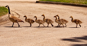 22nd May 2021 - Geese Parade!
