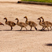 Geese Parade! by rickster549