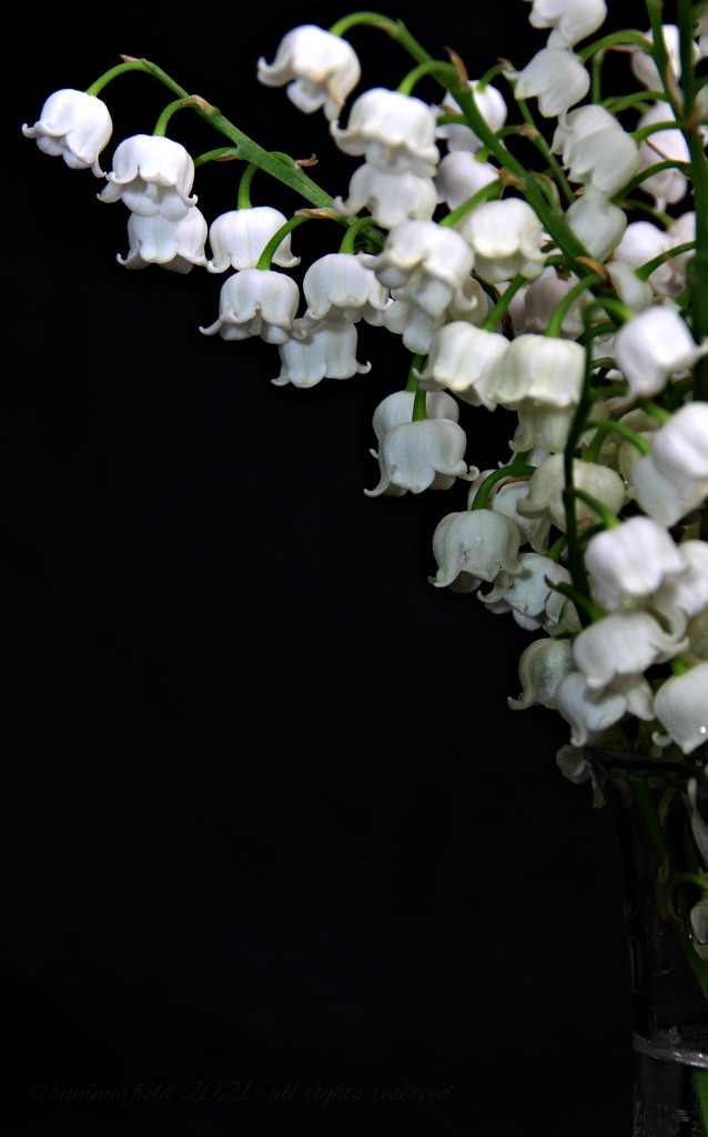 lily of the valley by summerfield