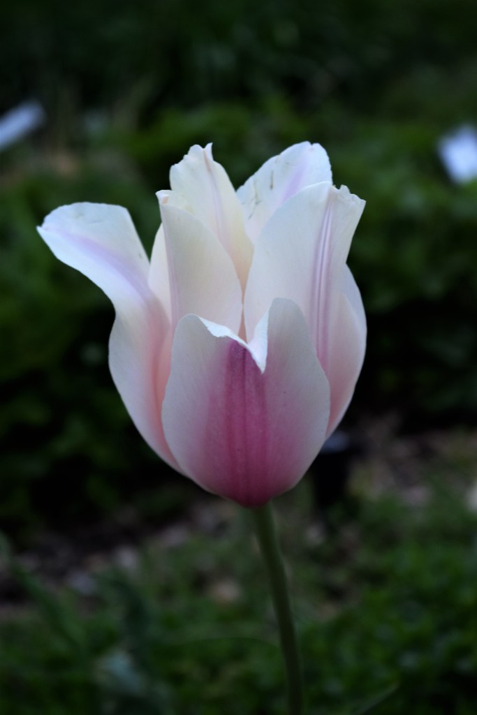 Pink/white tulip by sandlily