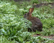 22nd May 2021 - Brush Rabbitt