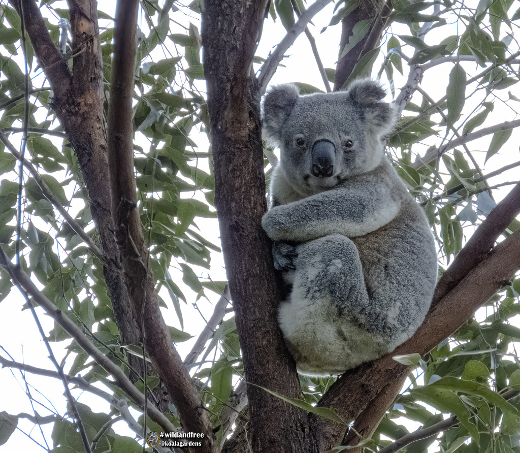 sudden wake up by koalagardens
