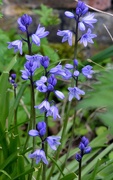 22nd May 2021 - Spanish Bluebells