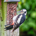 Woodpecker by pamknowler